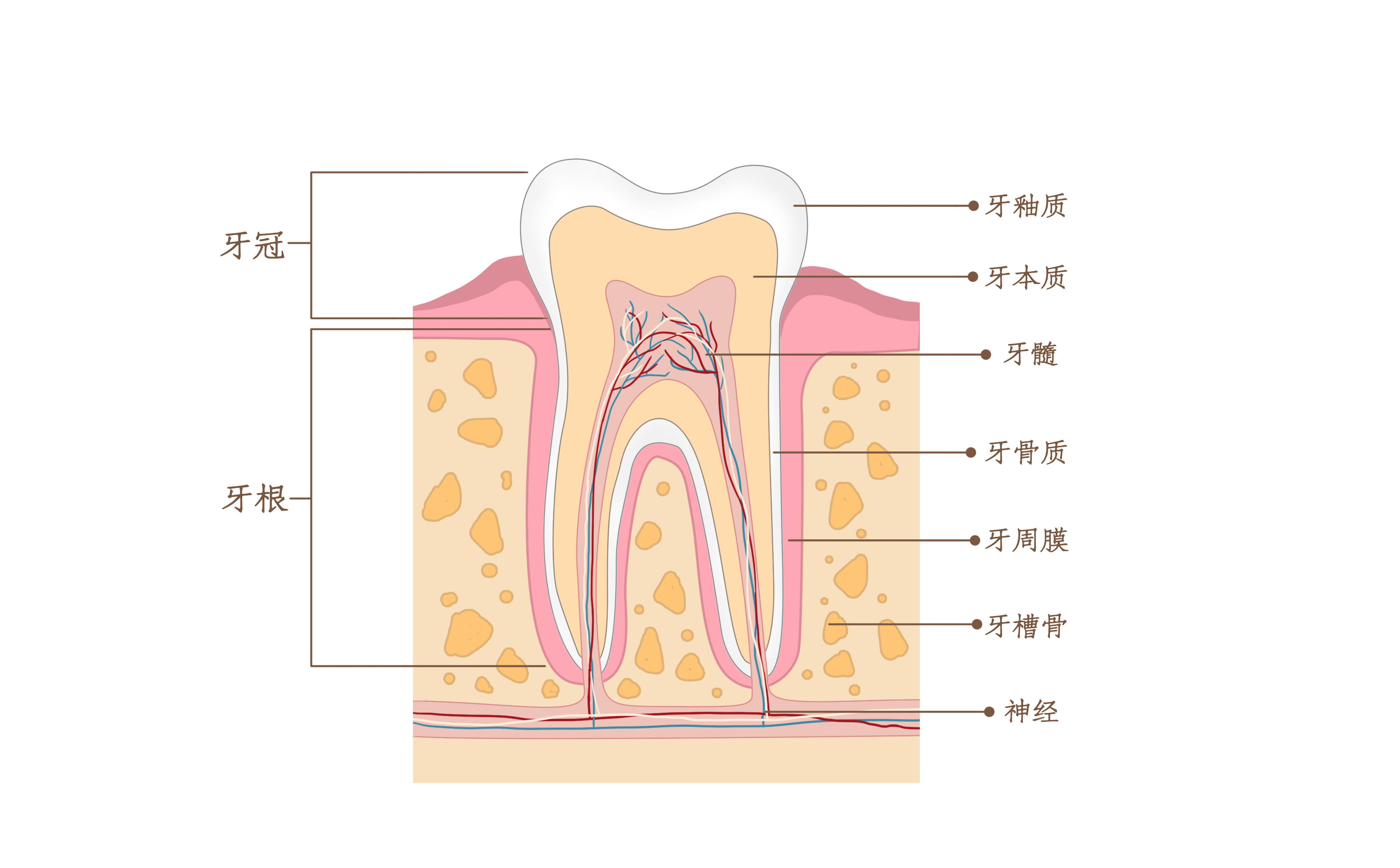 牙齿结构.jpg